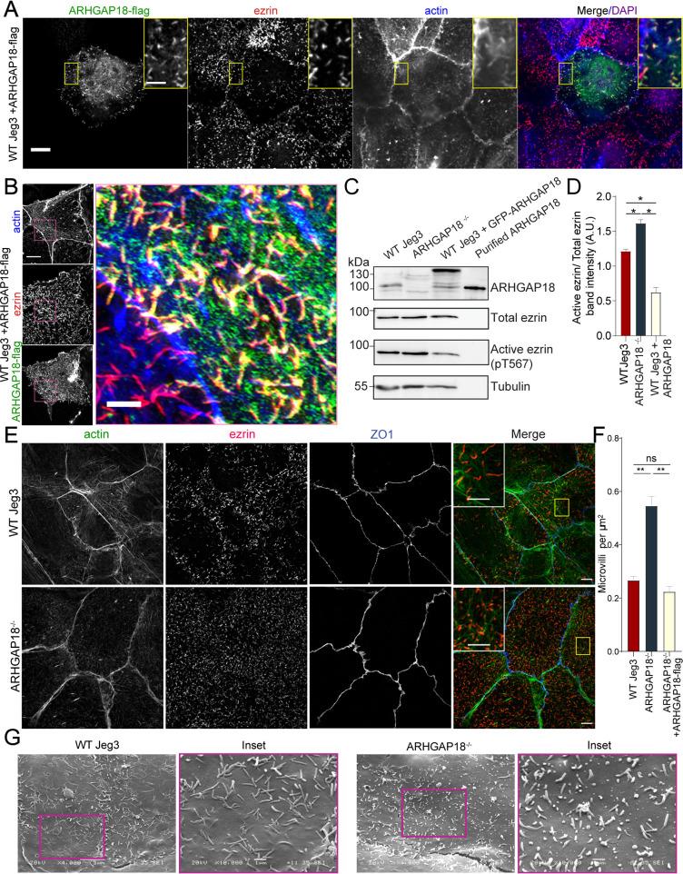 https://cdn.ncbi.nlm.nih.gov/pmc/blobs/4e8f/10830128/e700433a4558/elife-83526-fig2.jpg