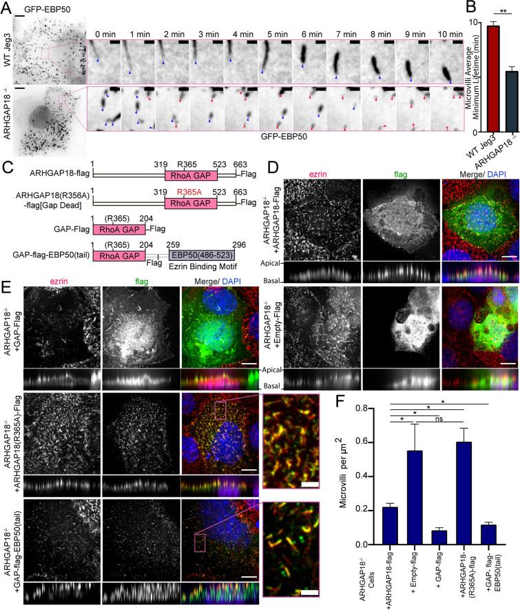 https://cdn.ncbi.nlm.nih.gov/pmc/blobs/4e8f/10830128/ee5da92dd89d/elife-83526-fig3.jpg