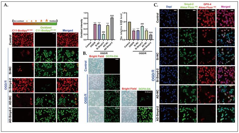 https://cdn.ncbi.nlm.nih.gov/pmc/blobs/4e99/11639856/6eec499fd415/cells-13-01969-g003.jpg