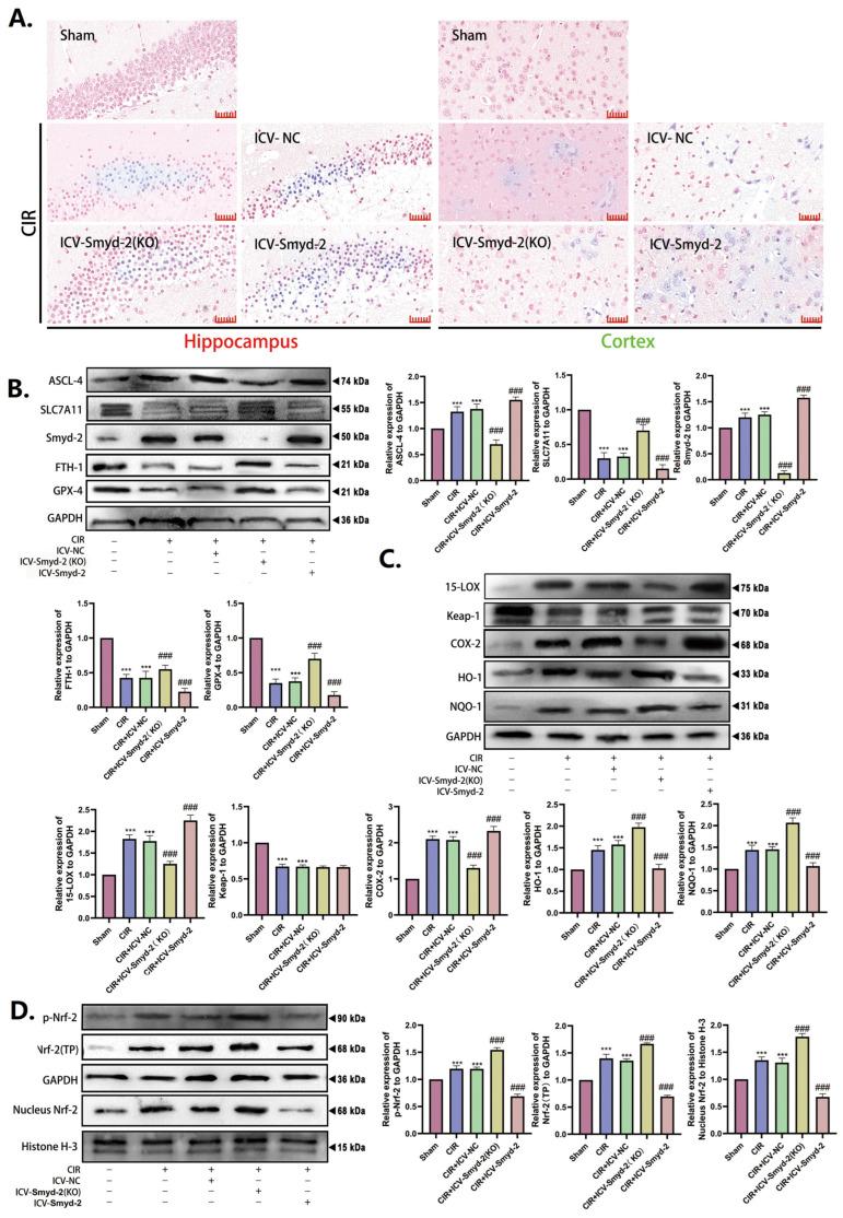 https://cdn.ncbi.nlm.nih.gov/pmc/blobs/4e99/11639856/9dcb65d4bf4c/cells-13-01969-g004.jpg