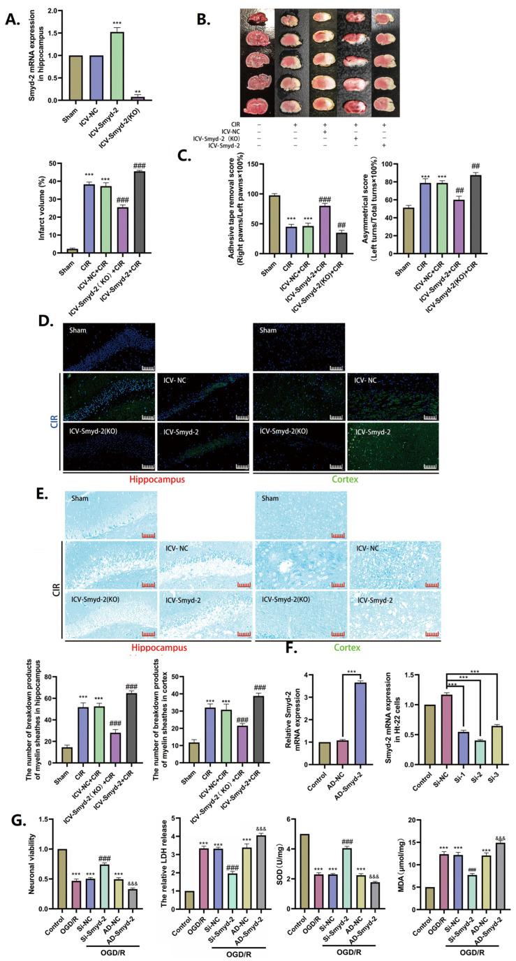 https://cdn.ncbi.nlm.nih.gov/pmc/blobs/4e99/11639856/b295806ac513/cells-13-01969-g002.jpg