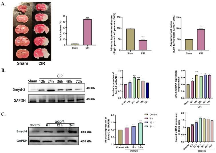 https://cdn.ncbi.nlm.nih.gov/pmc/blobs/4e99/11639856/c6dd83a758d4/cells-13-01969-g001.jpg