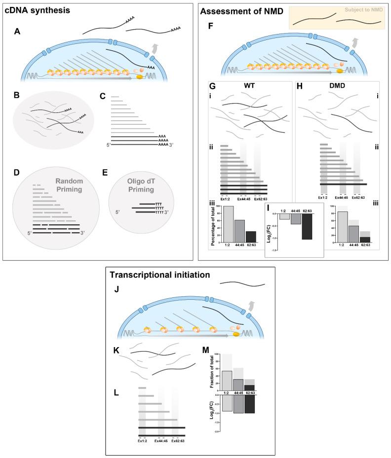 https://cdn.ncbi.nlm.nih.gov/pmc/blobs/4ecf/10377302/b2ca9e8089b3/biomedicines-11-02082-g005.jpg