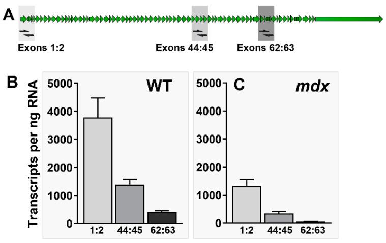 https://cdn.ncbi.nlm.nih.gov/pmc/blobs/4ecf/10377302/e0349b238ebb/biomedicines-11-02082-g002.jpg