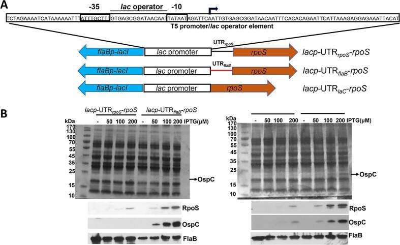 https://cdn.ncbi.nlm.nih.gov/pmc/blobs/4f1a/11109971/340d01a46dc9/gkae114fig9.jpg