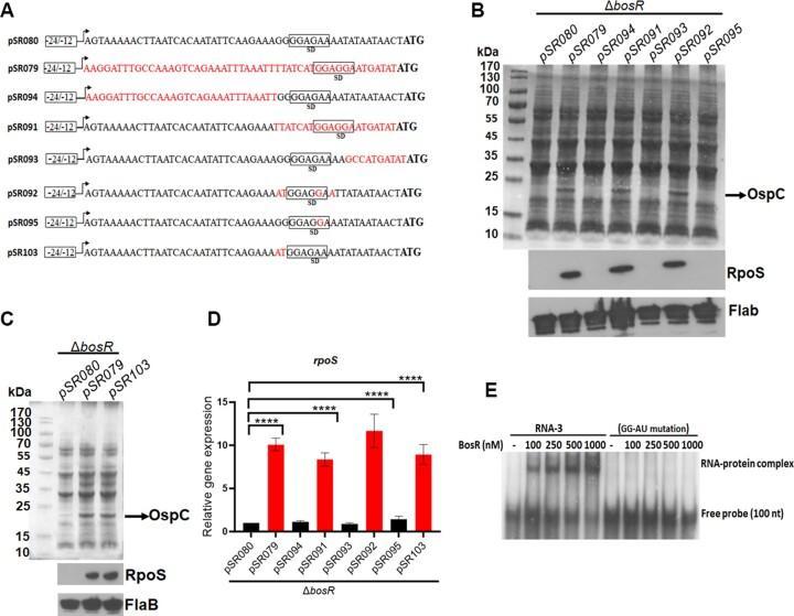 https://cdn.ncbi.nlm.nih.gov/pmc/blobs/4f1a/11109971/3f69dfb0bd68/gkae114fig10.jpg