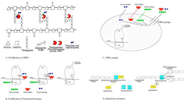 https://cdn.ncbi.nlm.nih.gov/pmc/blobs/4f31/11047474/6b6aa55ac831/antibiotics-13-00360-g002.jpg