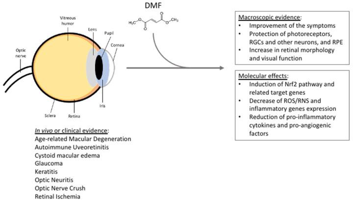 https://cdn.ncbi.nlm.nih.gov/pmc/blobs/4f49/9777082/16daa2cb2d2a/cells-11-04061-g001.jpg