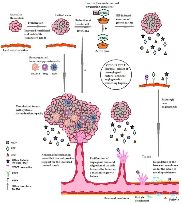 https://cdn.ncbi.nlm.nih.gov/pmc/blobs/4f70/11988089/b5168ff9c4a6/cancers-17-01126-g001.jpg