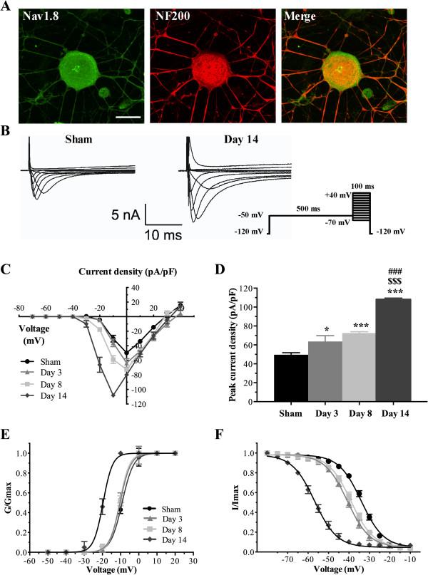 https://cdn.ncbi.nlm.nih.gov/pmc/blobs/4f9c/4007624/79aa59b10b71/1742-2094-11-45-4.jpg
