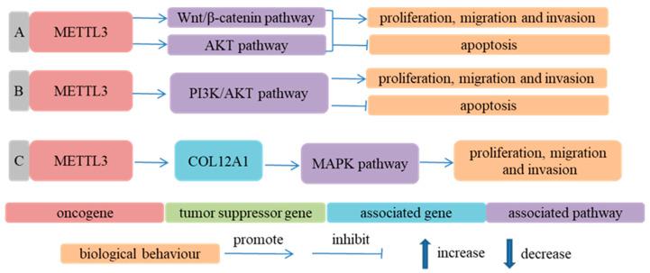 https://cdn.ncbi.nlm.nih.gov/pmc/blobs/4f9d/9600289/380a17b021ca/cancers-14-05139-g004.jpg