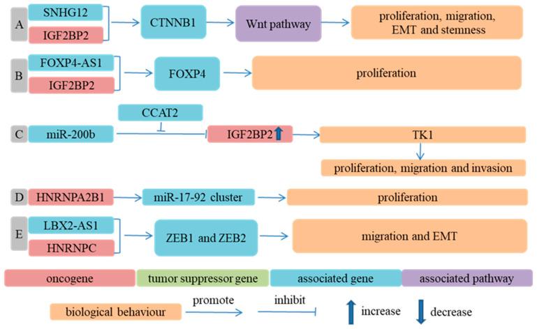 https://cdn.ncbi.nlm.nih.gov/pmc/blobs/4f9d/9600289/497808ab9252/cancers-14-05139-g003.jpg
