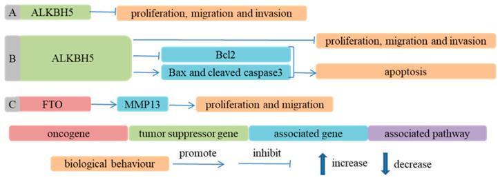 https://cdn.ncbi.nlm.nih.gov/pmc/blobs/4f9d/9600289/4a923f5b32f6/cancers-14-05139-g005.jpg
