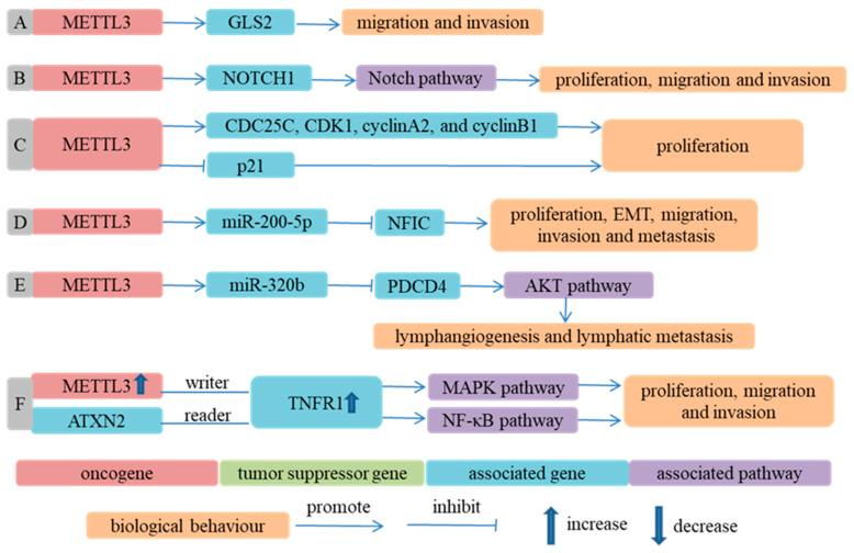 https://cdn.ncbi.nlm.nih.gov/pmc/blobs/4f9d/9600289/d30cb3a5f4cb/cancers-14-05139-g001.jpg