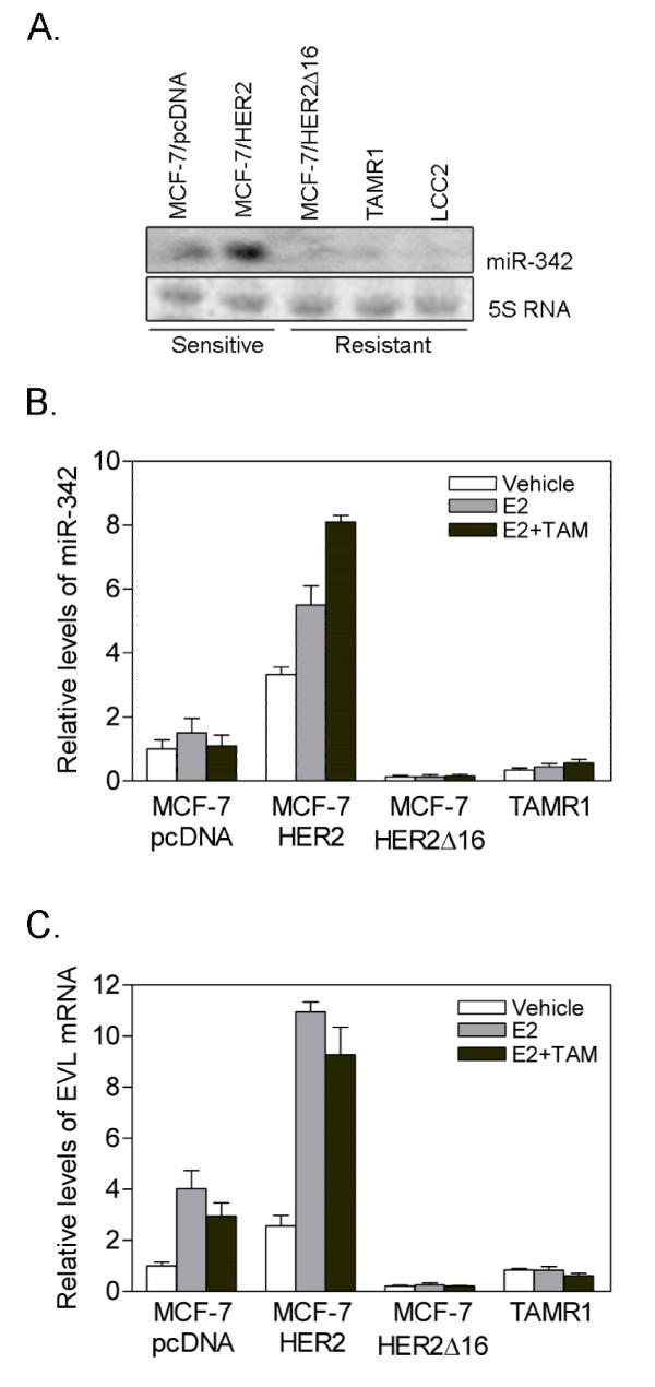 https://cdn.ncbi.nlm.nih.gov/pmc/blobs/501c/3024251/f75aa87d0db1/1476-4598-9-317-1.jpg