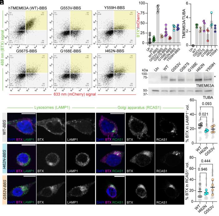 https://cdn.ncbi.nlm.nih.gov/pmc/blobs/5023/12318207/1f478a6835c4/pnas.2507354122fig02.jpg