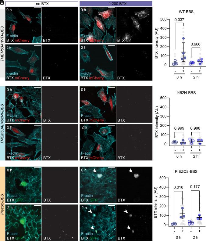 https://cdn.ncbi.nlm.nih.gov/pmc/blobs/5023/12318207/f708ac429560/pnas.2507354122fig03.jpg