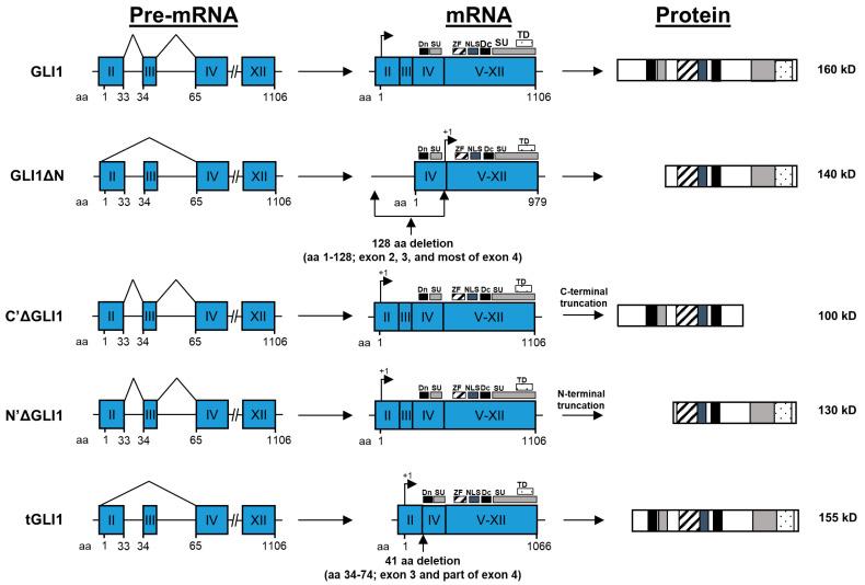 https://cdn.ncbi.nlm.nih.gov/pmc/blobs/5069/7565963/a0ec12fd4fd2/cells-09-02114-g002.jpg