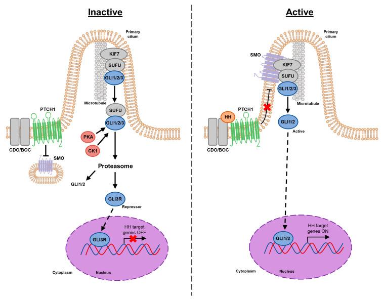 https://cdn.ncbi.nlm.nih.gov/pmc/blobs/5069/7565963/c2bd3031c8e7/cells-09-02114-g001.jpg
