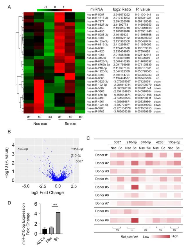 https://cdn.ncbi.nlm.nih.gov/pmc/blobs/5069/7911822/eafdf27006e8/cells-10-00251-g003.jpg