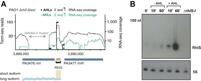 https://cdn.ncbi.nlm.nih.gov/pmc/blobs/5075/6786874/b2a827ec46f2/mBio.02253-19-f0002.jpg