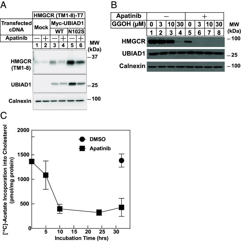 https://cdn.ncbi.nlm.nih.gov/pmc/blobs/508b/12107145/4c35539e629f/pnas.2426532122fig06.jpg