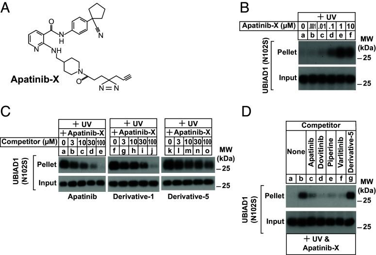 https://cdn.ncbi.nlm.nih.gov/pmc/blobs/508b/12107145/afa331e3b725/pnas.2426532122fig04.jpg