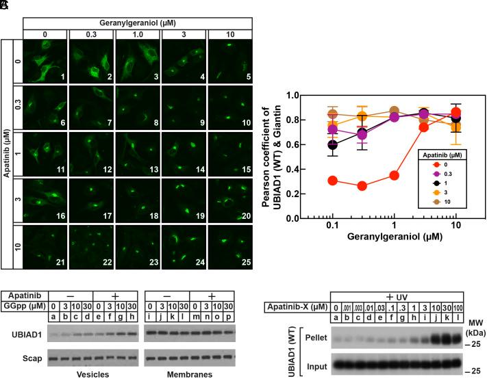 https://cdn.ncbi.nlm.nih.gov/pmc/blobs/508b/12107145/df5de8729328/pnas.2426532122fig05.jpg