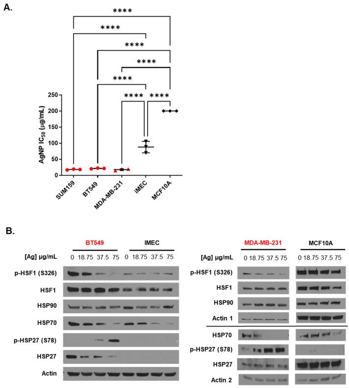https://cdn.ncbi.nlm.nih.gov/pmc/blobs/5092/11477547/8dee3eea0cc7/nanomaterials-14-01564-g001.jpg