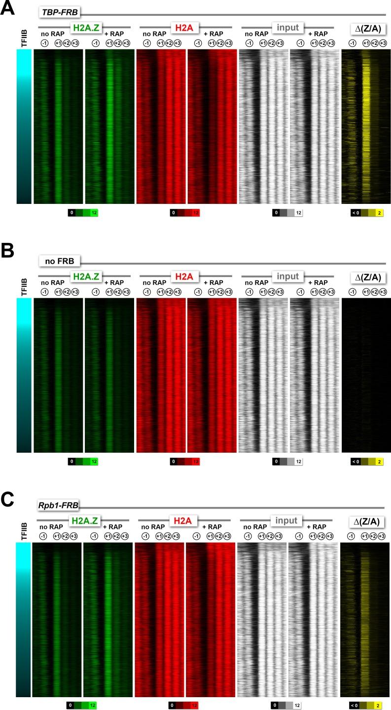 https://cdn.ncbi.nlm.nih.gov/pmc/blobs/509c/4995100/181930825c9b/elife-14243-fig1-figsupp5.jpg