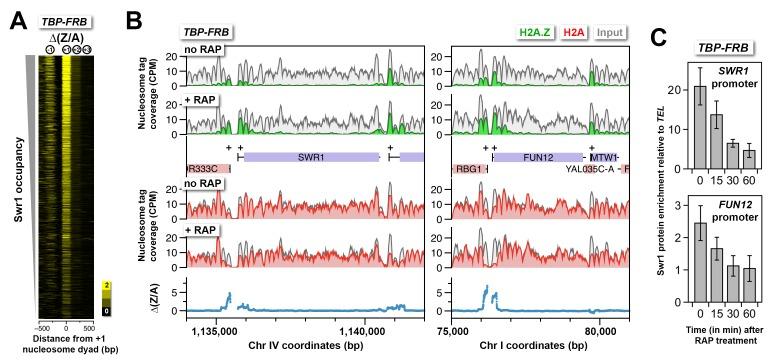 https://cdn.ncbi.nlm.nih.gov/pmc/blobs/509c/4995100/2bef2a93123e/elife-14243-fig1-figsupp9.jpg