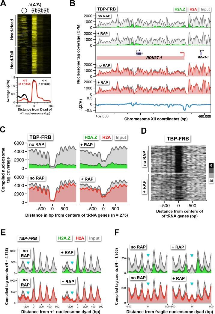 https://cdn.ncbi.nlm.nih.gov/pmc/blobs/509c/4995100/4d45216371ef/elife-14243-fig6.jpg