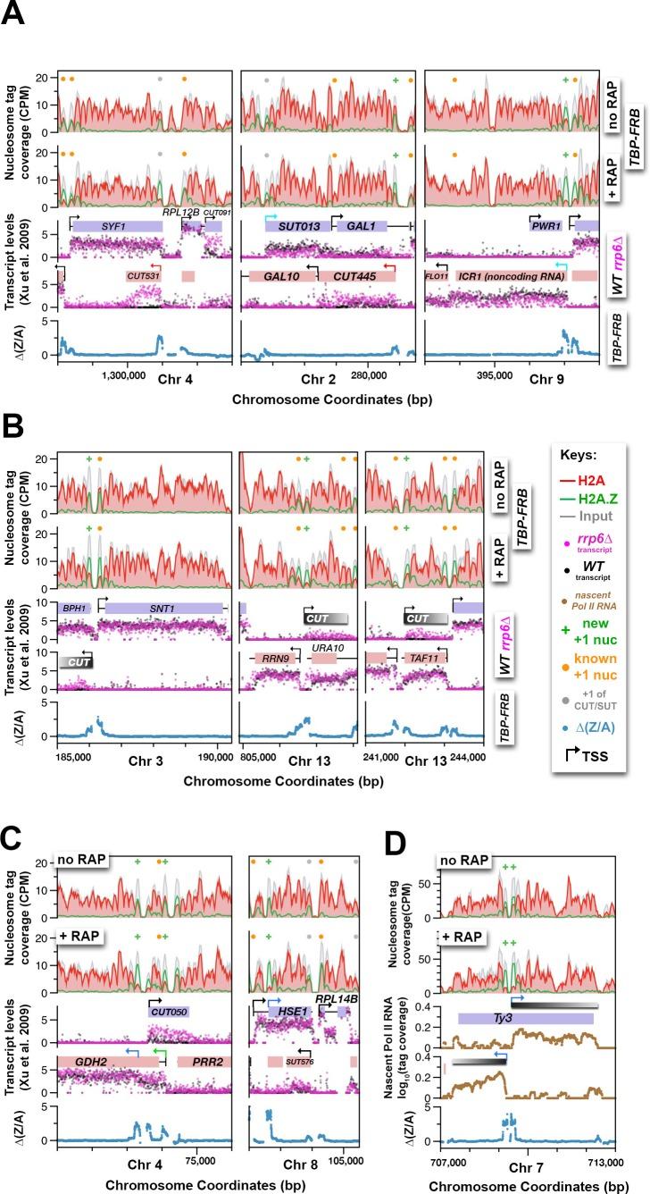 https://cdn.ncbi.nlm.nih.gov/pmc/blobs/509c/4995100/57b4c66a4a34/elife-14243-fig7.jpg