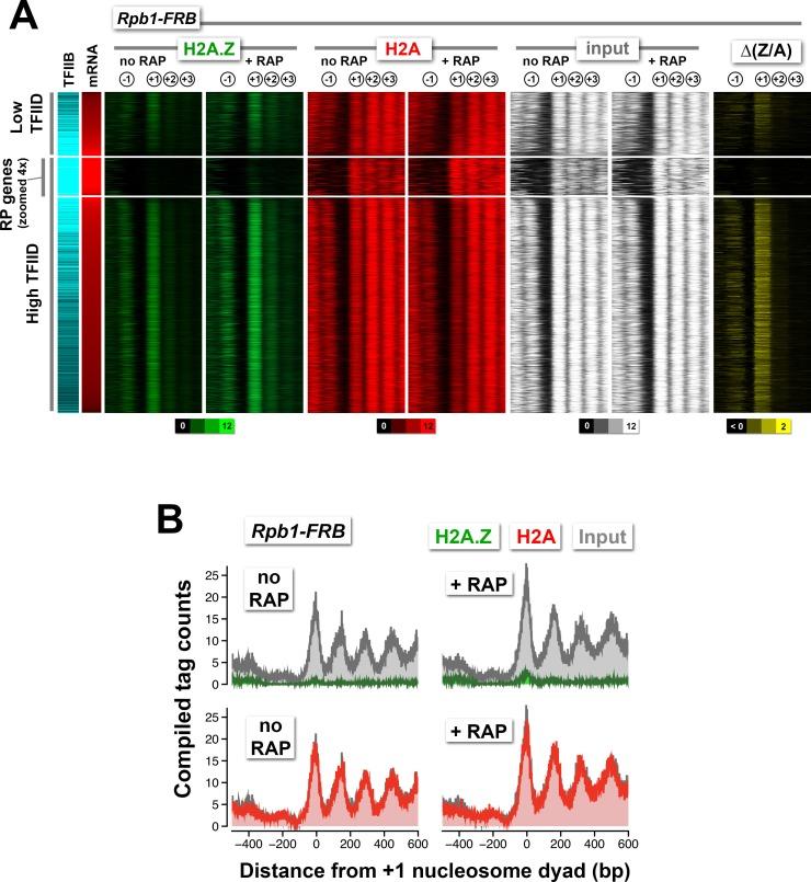 https://cdn.ncbi.nlm.nih.gov/pmc/blobs/509c/4995100/9eba7eb8f6b0/elife-14243-fig2-figsupp1.jpg