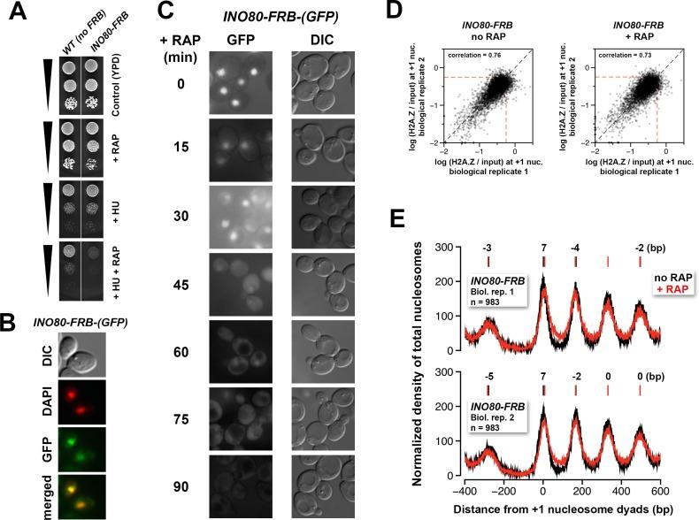 https://cdn.ncbi.nlm.nih.gov/pmc/blobs/509c/4995100/ac2cfb75c9fe/elife-14243-fig4-figsupp1.jpg
