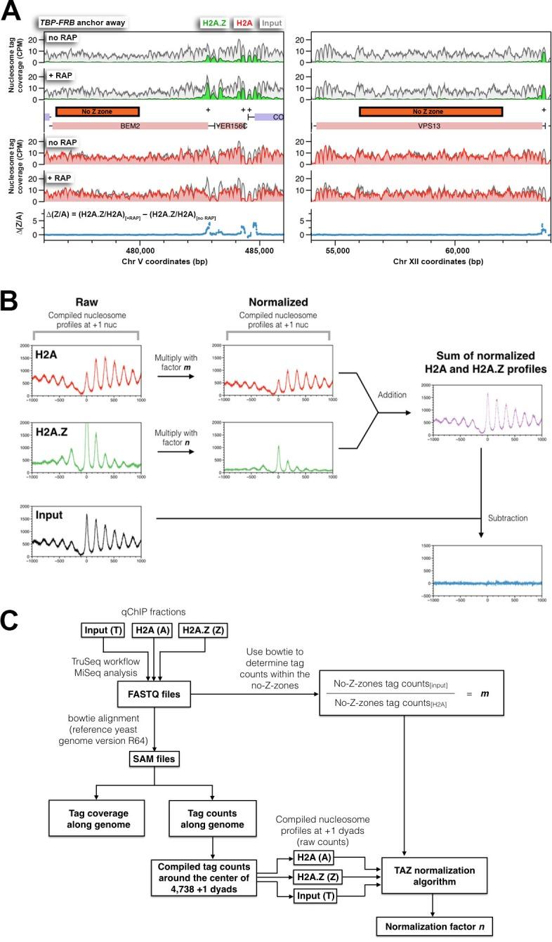 https://cdn.ncbi.nlm.nih.gov/pmc/blobs/509c/4995100/bdc09dfa6590/elife-14243-fig1-figsupp4.jpg
