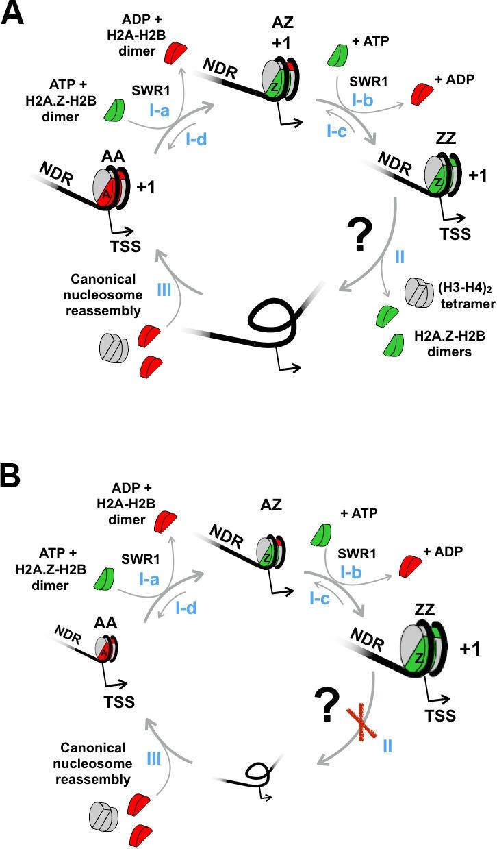 https://cdn.ncbi.nlm.nih.gov/pmc/blobs/509c/4995100/e2ac3d5234ea/elife-14243-fig1-figsupp1.jpg