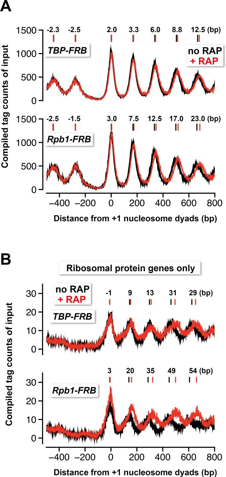 https://cdn.ncbi.nlm.nih.gov/pmc/blobs/509c/4995100/f323ca95bf8f/elife-14243-fig5.jpg