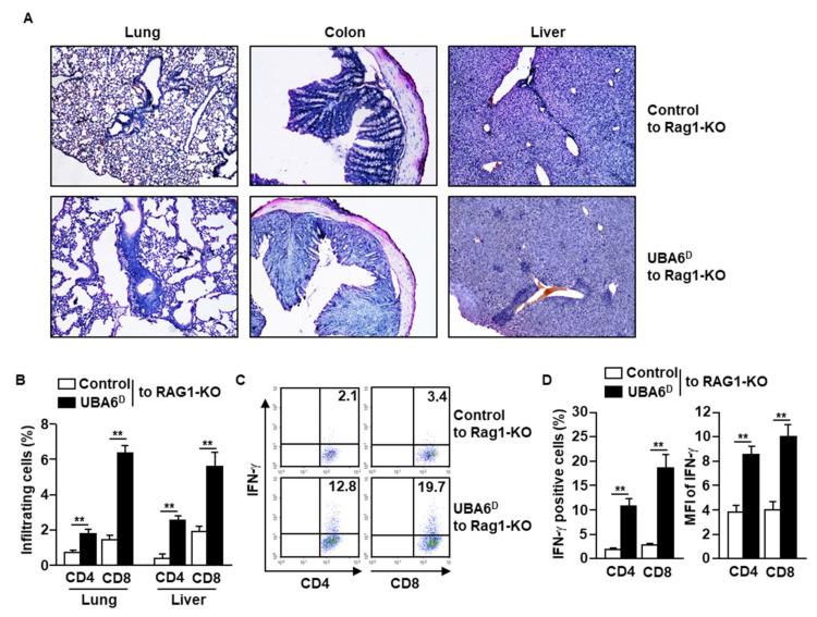 https://cdn.ncbi.nlm.nih.gov/pmc/blobs/50a5/8750584/0de9ecec3798/cells-11-00105-g003.jpg