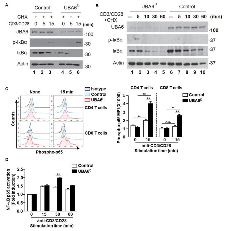 https://cdn.ncbi.nlm.nih.gov/pmc/blobs/50a5/8750584/e563e4e39388/cells-11-00105-g005.jpg