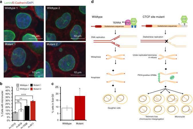 https://cdn.ncbi.nlm.nih.gov/pmc/blobs/50b4/5727389/afc3ffcde15b/41467_2017_2212_Fig6_HTML.jpg