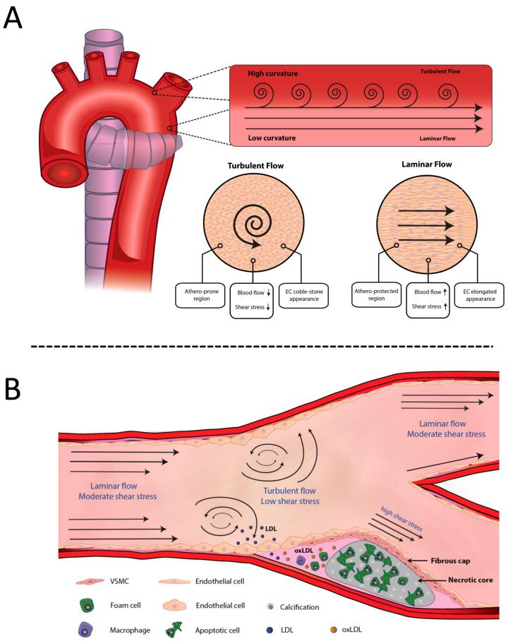 https://cdn.ncbi.nlm.nih.gov/pmc/blobs/50b6/8954705/d9839d921ea0/ijms-23-03346-g001.jpg