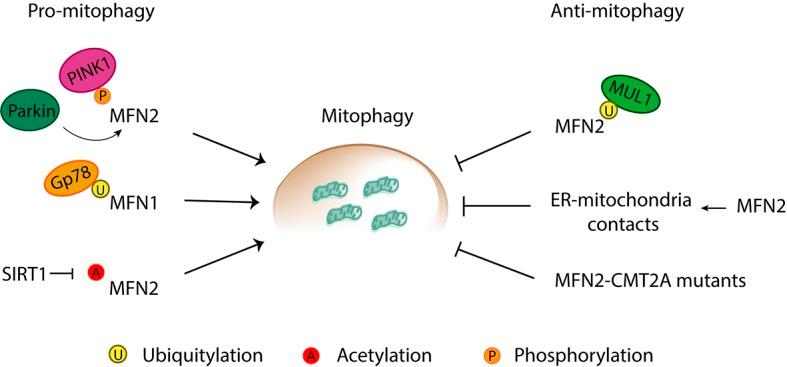 https://cdn.ncbi.nlm.nih.gov/pmc/blobs/50be/6533591/314dba2c7e58/fphys-10-00517-g010.jpg