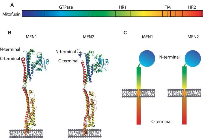 https://cdn.ncbi.nlm.nih.gov/pmc/blobs/50be/6533591/cce6a8a9ce53/fphys-10-00517-g003.jpg