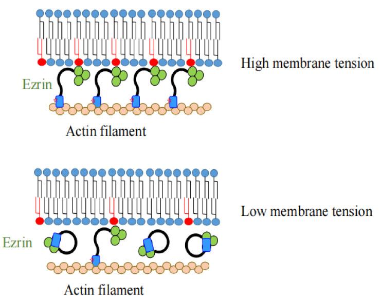 https://cdn.ncbi.nlm.nih.gov/pmc/blobs/50c4/8952289/05300038bc64/ijms-23-03246-g004.jpg