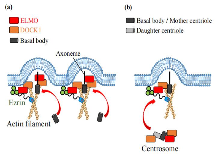 https://cdn.ncbi.nlm.nih.gov/pmc/blobs/50c4/8952289/3b1450d4df47/ijms-23-03246-g008.jpg