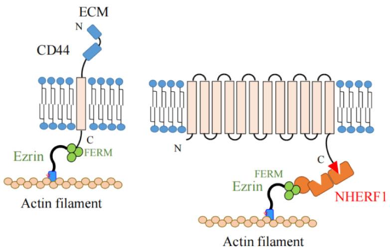 https://cdn.ncbi.nlm.nih.gov/pmc/blobs/50c4/8952289/c23adf1620a0/ijms-23-03246-g003.jpg