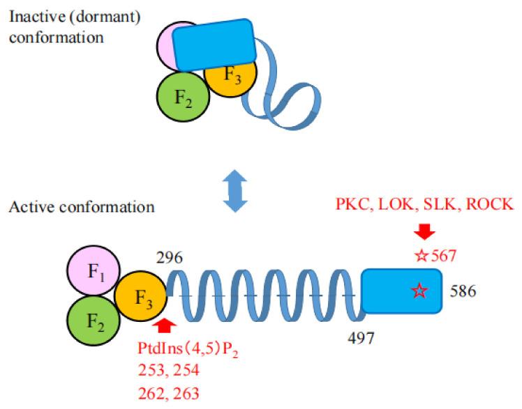 https://cdn.ncbi.nlm.nih.gov/pmc/blobs/50c4/8952289/d1218ce21c60/ijms-23-03246-g002.jpg