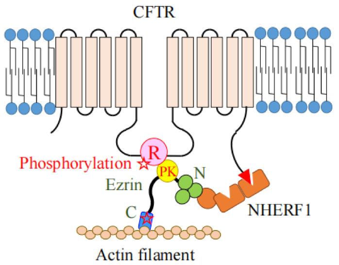 https://cdn.ncbi.nlm.nih.gov/pmc/blobs/50c4/8952289/d45f2b0d43c2/ijms-23-03246-g007.jpg