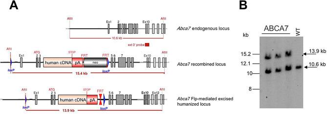 https://cdn.ncbi.nlm.nih.gov/pmc/blobs/50eb/11773842/88ebd12abda5/13195_2025_1673_Fig2_HTML.jpg